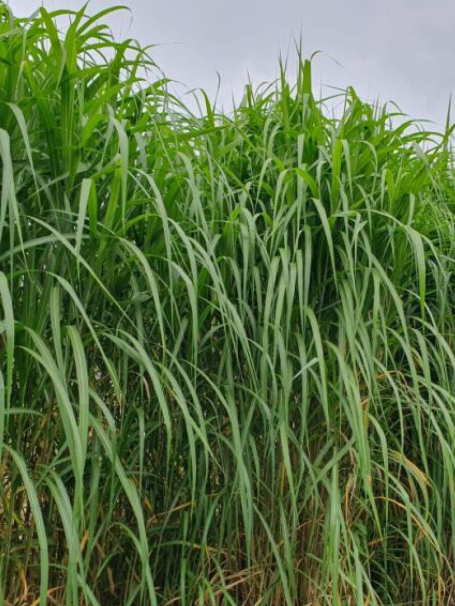 Kernser Substrate Produktion Rohstoffe Light