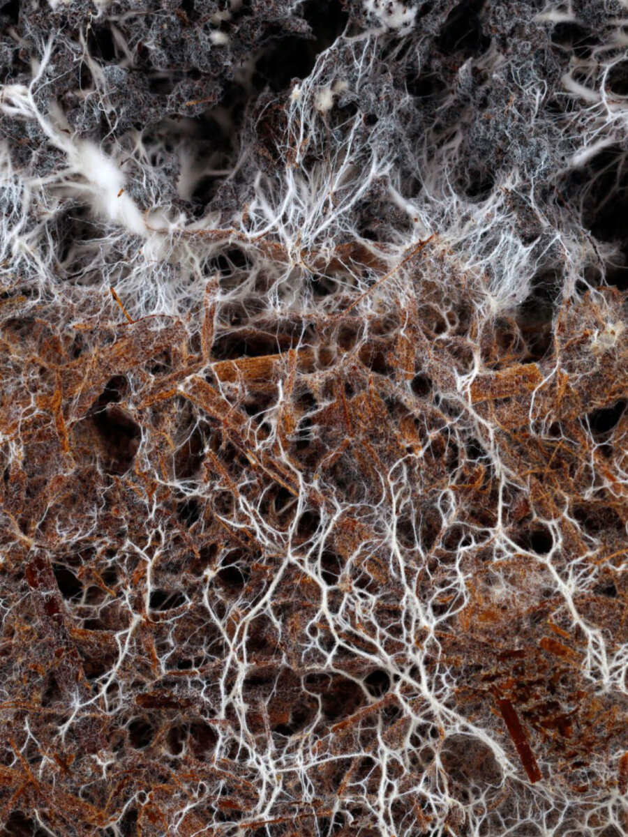 Kernser Substrate Produktion Rohstoffe Mycelstaemme