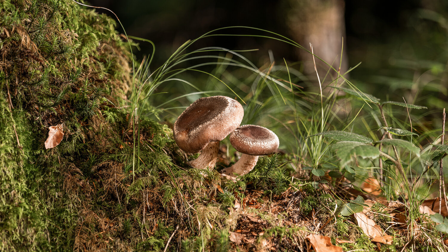 Kernser Substrate Qualitaet Hero