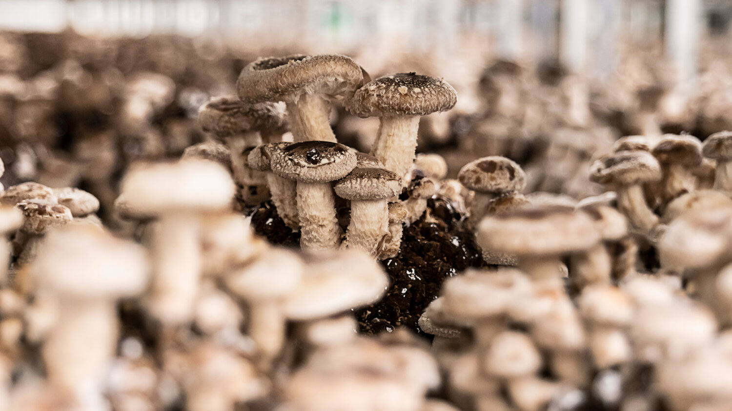 Kernser Substrate Startseite Hero