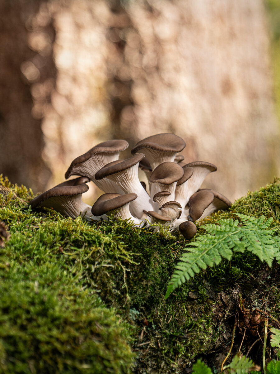 Kernser Substrate Sortiment Substrate Black Pearl
