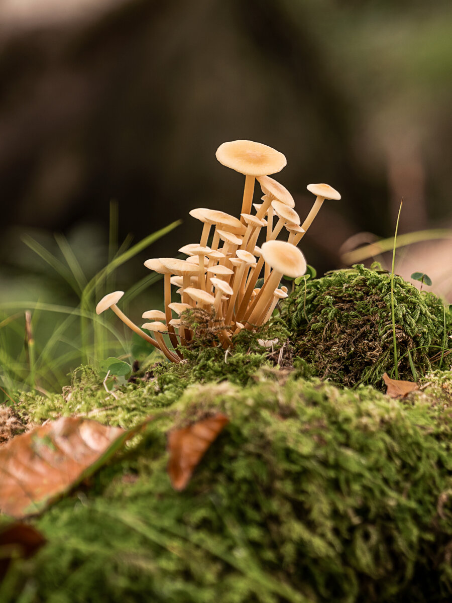 Kernser Substrate Sortiment Substrate Enoki d Or