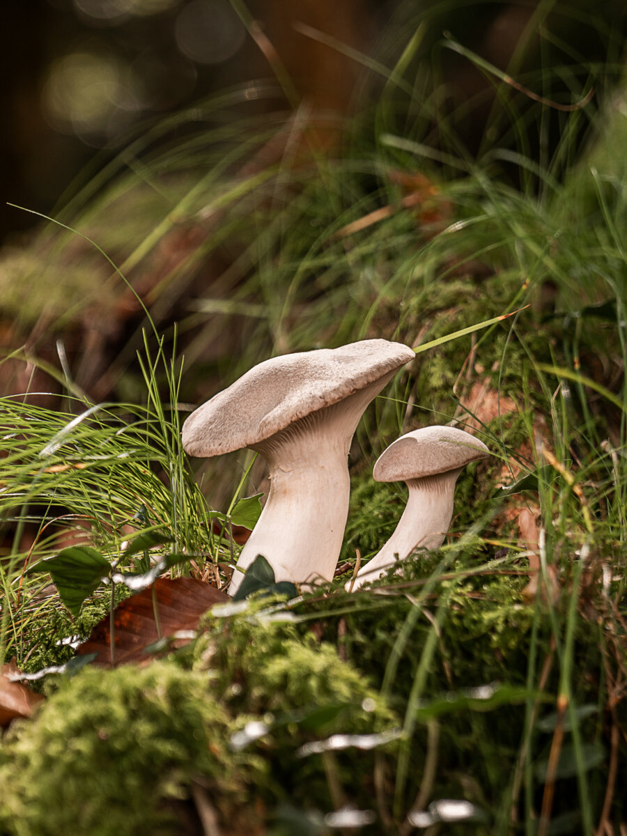 Kernser Substrate Sortiment Substrate Kraeuterseitling