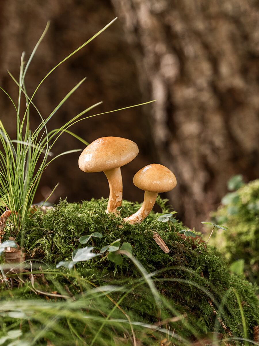 Kernser Substrate Sortiment Substrate Nameko