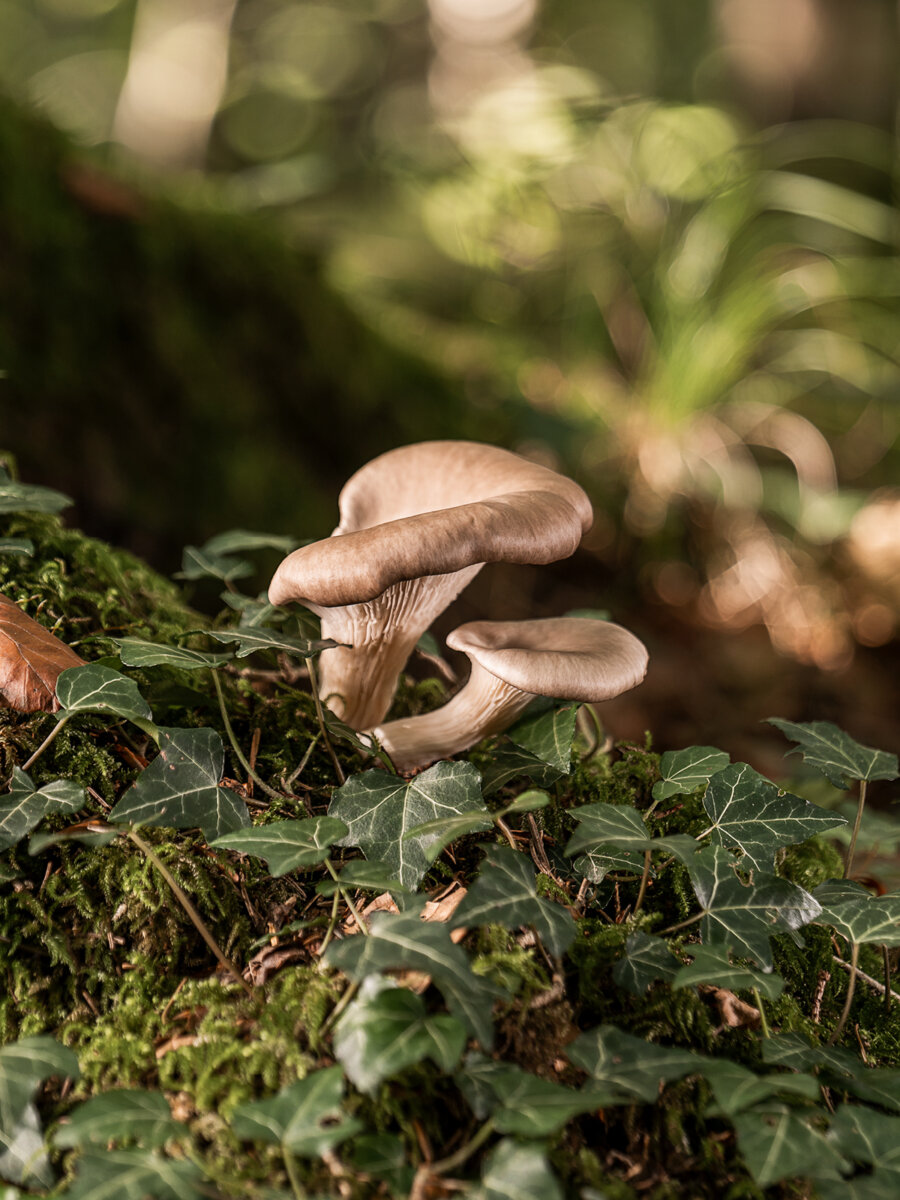 Kernser Substrate Sortiment Substrate Pleurotus