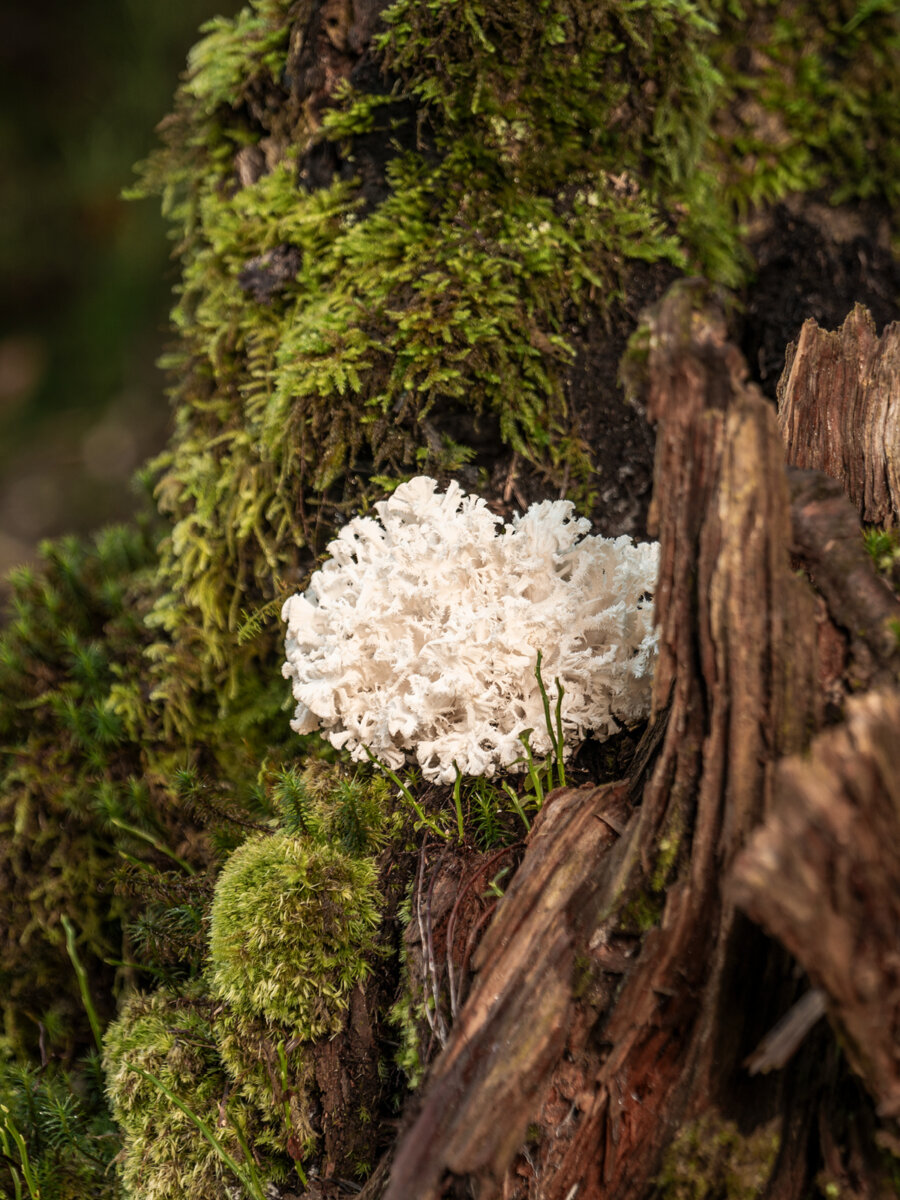 Kernser Substrate Sortiment Substrate Pom Pom frise