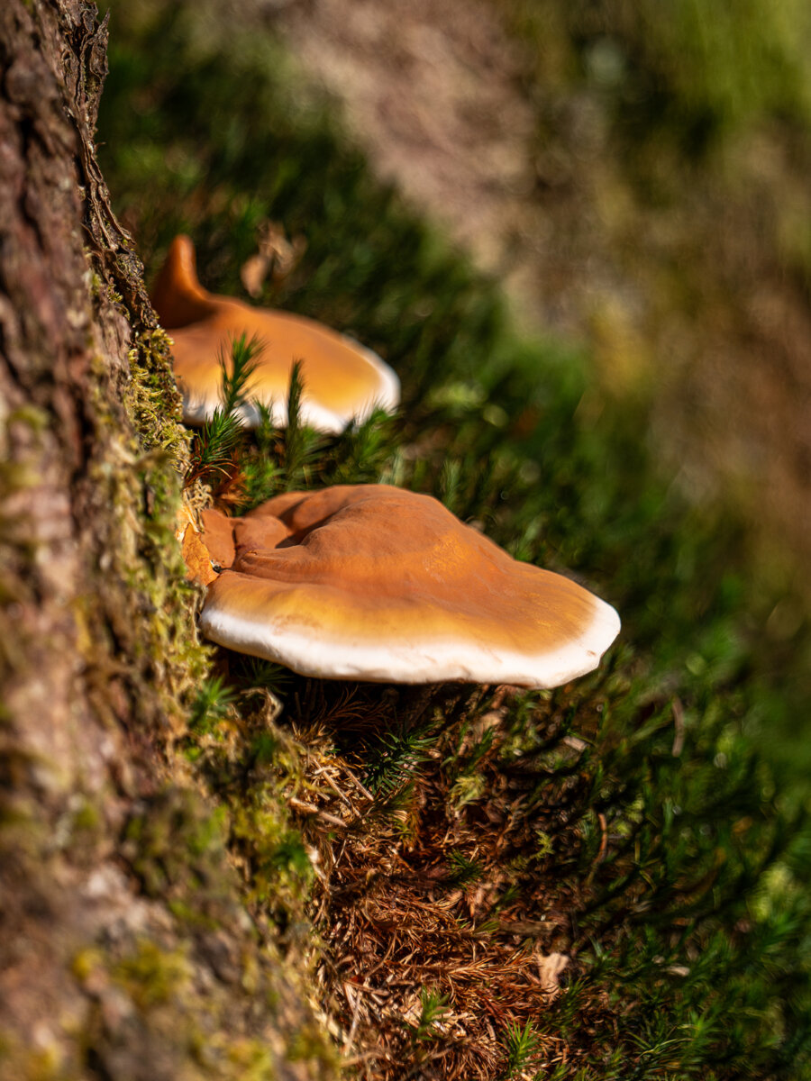 Kernser Substrate Sortiment Substrate Reishi