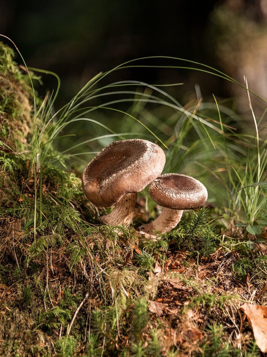 Kernser Substrate Sortiment Substrate Shiitake