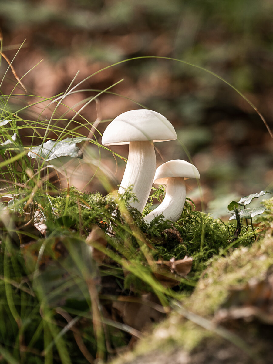 Kernser Substrate Sortiment Substrate Shimeji